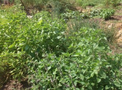 The ABCs of Homesteading: H is for ‘Horticulture’ Image